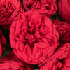 Garden Rose Raspberry Red
