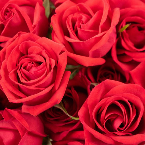 Red Spray Roses Flower Up Close