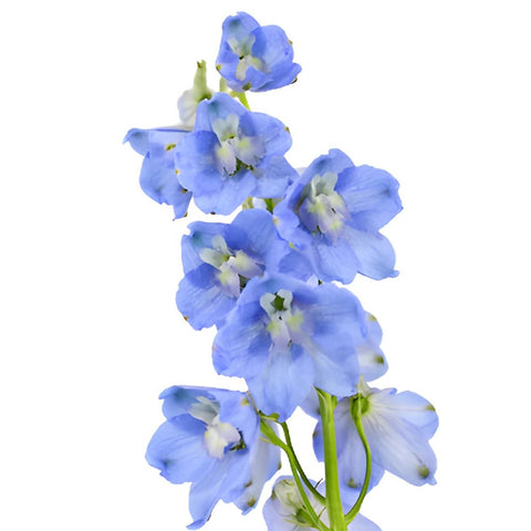 Delphinium Royal Light Blue Wholesale Flower Stem