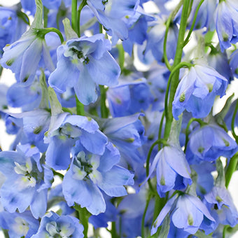 Light Blue Delphinium Flower