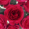 Darcey Rubine Red David Austin Garden Rose