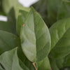 Salal Lemon Leaf Greenery