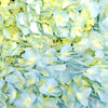 Sea Glass Blue Hydrangea Flower