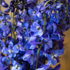 Dark Blue Designer Delphinium Flower