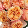 Sherbet Orange Garden Roses