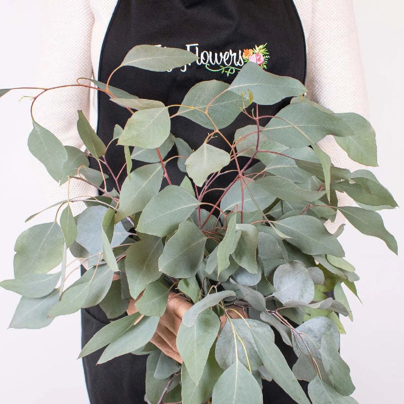 Silver Dollar Eucalyptus Greenery Bunch in Hand