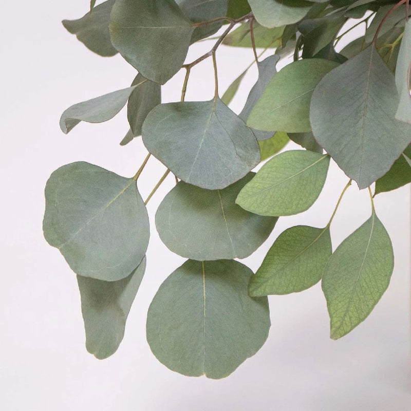 Silver Dollar Eucalyptus Greenery Up Close