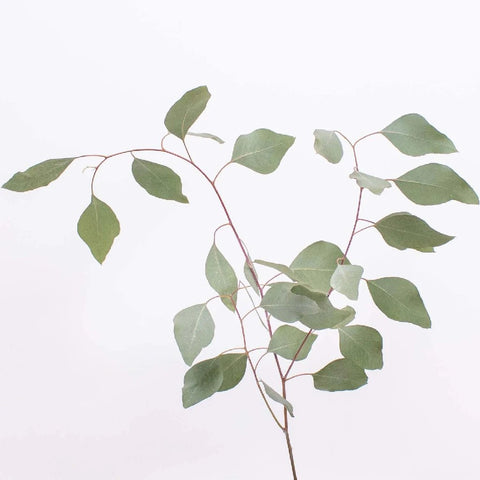 Silver Dollar Eucalyptus Diamond Leaf Stem