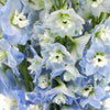Sky Blue Designer Delphinium Flower