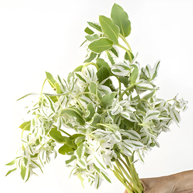 Wholesale greenery snow on the mountain euphorbia marginata sold as bulk