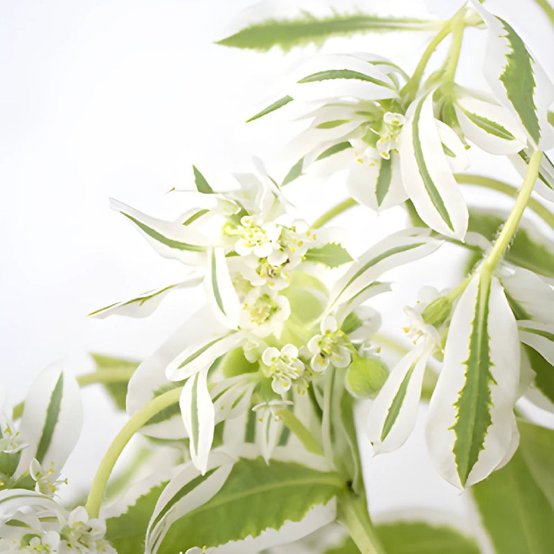 Wedding greenery snow on the mountain euphorbia marginata sold near me