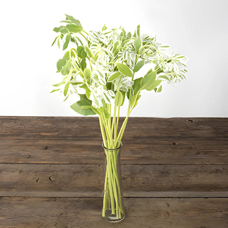 Single stem of snow on the mountain euphorbia marginata bulk greenery