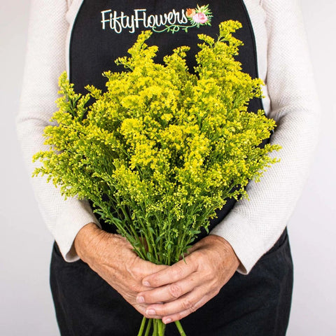 Yellow Solidago Flower Bunch in Hand