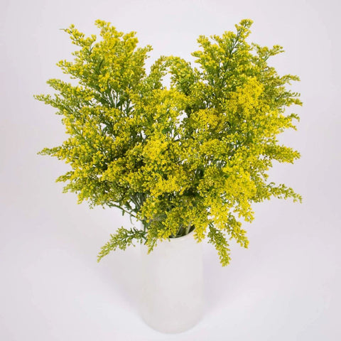 Yellow Solidago Flower Bunch in Vase