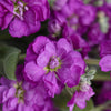 Spray Stock Deep Purple Burgundy Flower