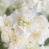 Spray Stock Yellow Fragrant Flower