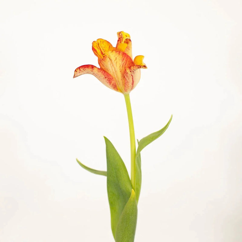 Striped Crown Lily Novelty Tulip Close Up - Image