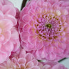 Sugar Plum Dahlia Flower