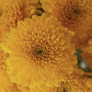 Ready To Go Wholesale Centerpieces Card