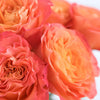 Garden Rose Sunset Blend