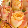 Cabbage Rose Sunset Blended Romantico
