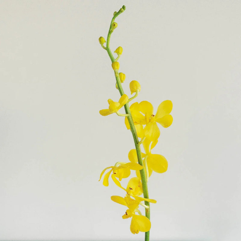 Sunshine Bright Yellow Mokara Orchid Stem - Image