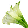 Ivory Mini Calla Lilies