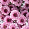 Sweet Lilac Button Pom