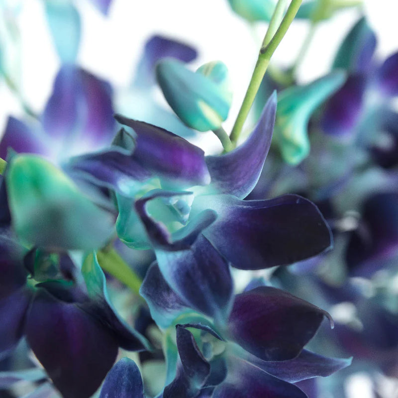 Tie Dye Dendrobium Orchids Close Up - Image