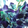 Tie Dye Dendrobium Orchids