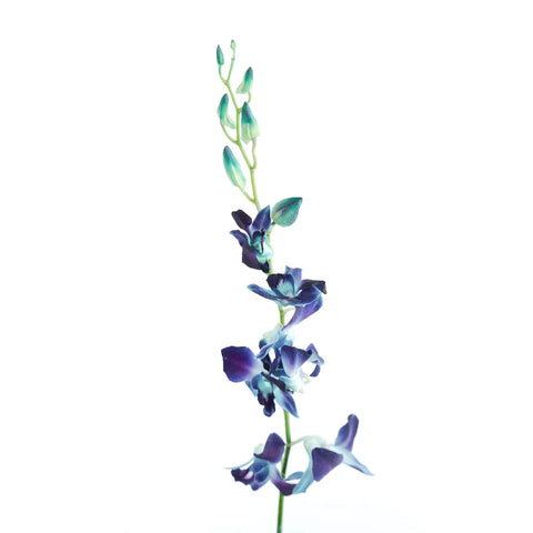 Tie Dye Dendrobium Orchids Stem - Image