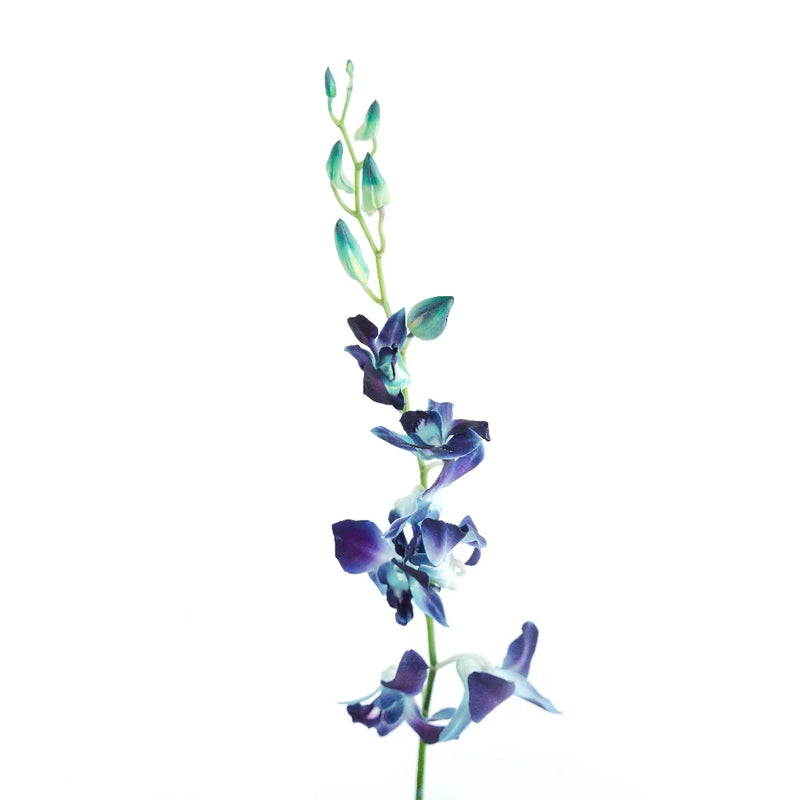 Tie Dye Dendrobium Orchids Stem - Image