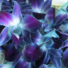 Tie Dyed Loose Orchid Blooms