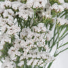 Tissue Culture Statice White Flower