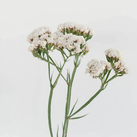 Tissue Culture Statice White Flower Stem - Image