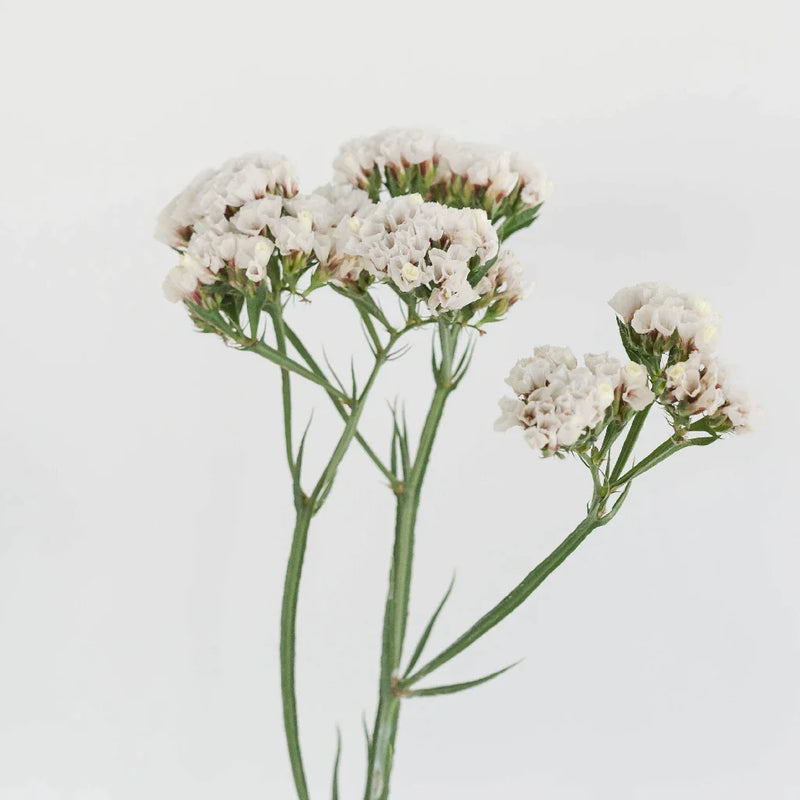 Tissue Culture Statice White Flower Stem - Image