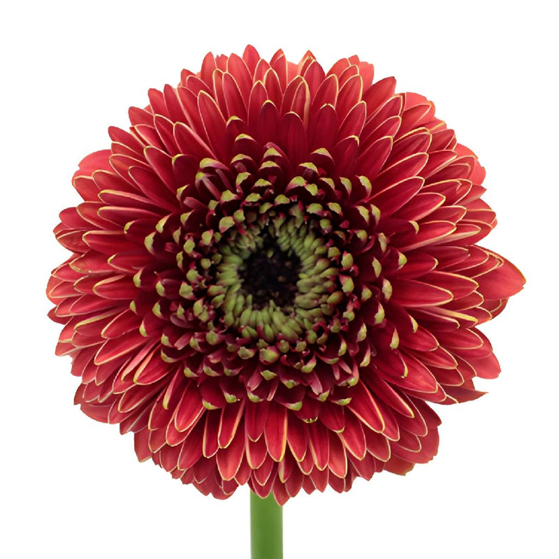 Crimson Rust Gerrondo Gerbera Daisies