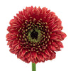 Crimson Rust Gerrondo Gerbera Daisies