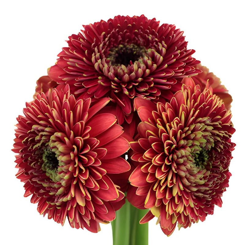 Crimson Rust Gerrondo Gerbera Daisies