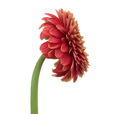 Crimson Rust Gerrondo Gerbera Daisies