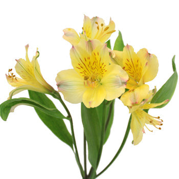Bright Yellow Alstroemeria Flower