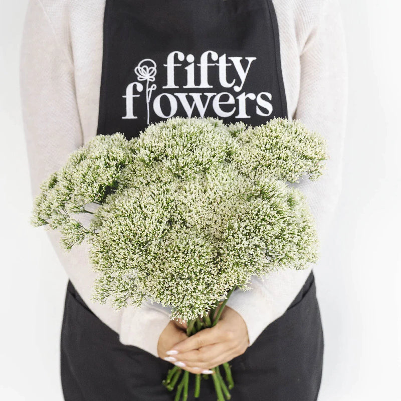 Trachelium White Flower Apron - Image