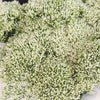 Trachelium White Flower