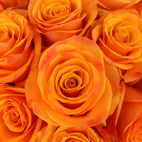 Tycoon Orange Rose