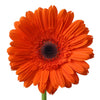 Dark Orange Gerbera Daisy