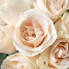 Vendela Ivory Rose