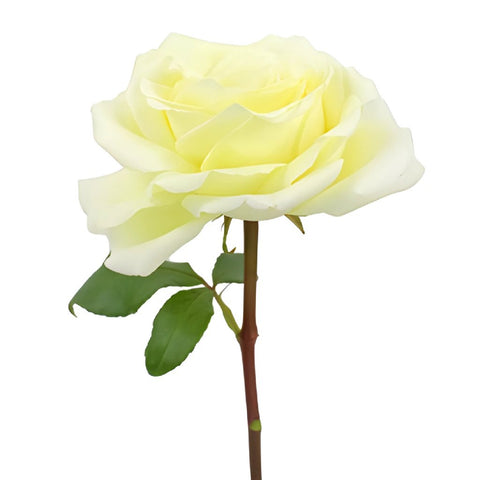 Vitality Ivory Garden Rose Stem