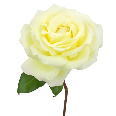 Vitality Ivory Garden Rose Side Stem View