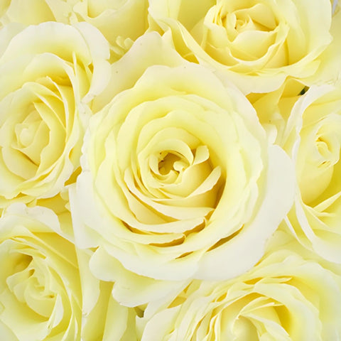 Vitality Ivory Garden Roses up close