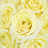 Garden Rose Ivory Vitality